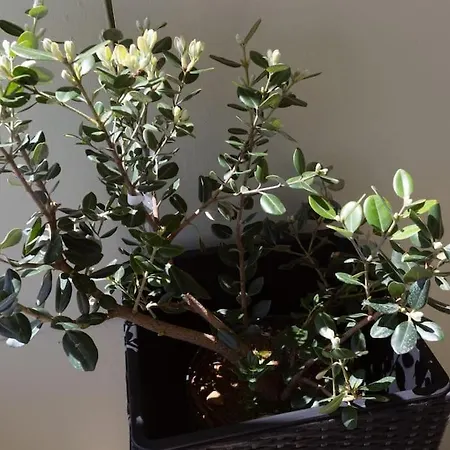 Appartement κidonias La Canée