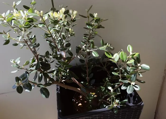 Apartamento κidonias La Canea